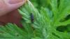 Cantharis flavilabris